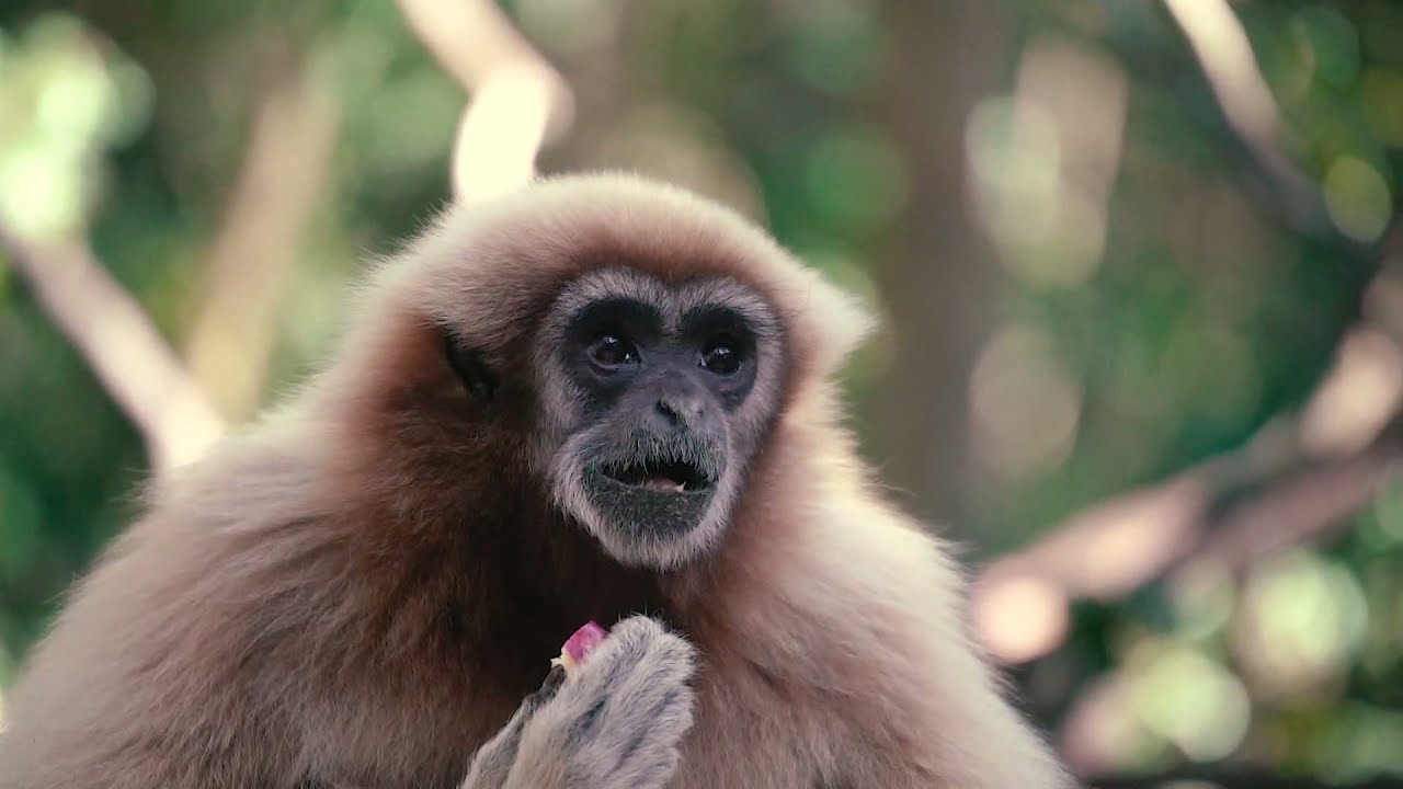 Monkeyland, Birds of Eden and Jukani Wildlife Sanctuary