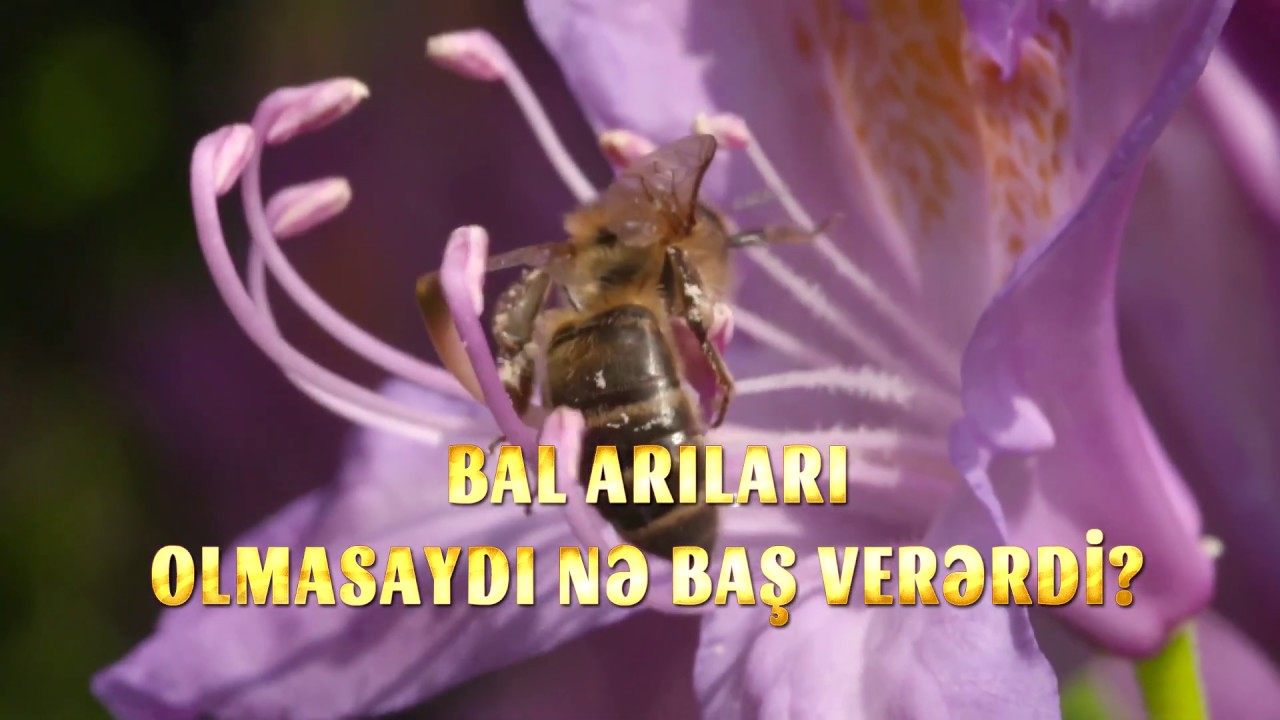 Bal arıları olmasaydı nə baş verərdi?