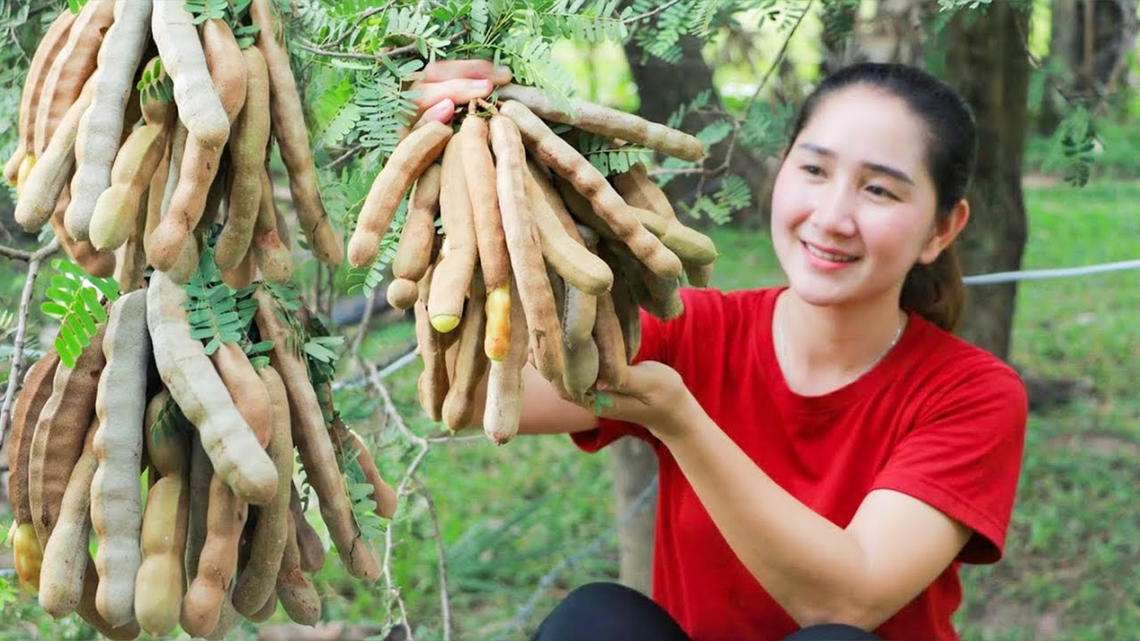 Harvesting Tamarind in My Hometown and Bringing It to the Market to Sell &ndash; A Healthy Fruit