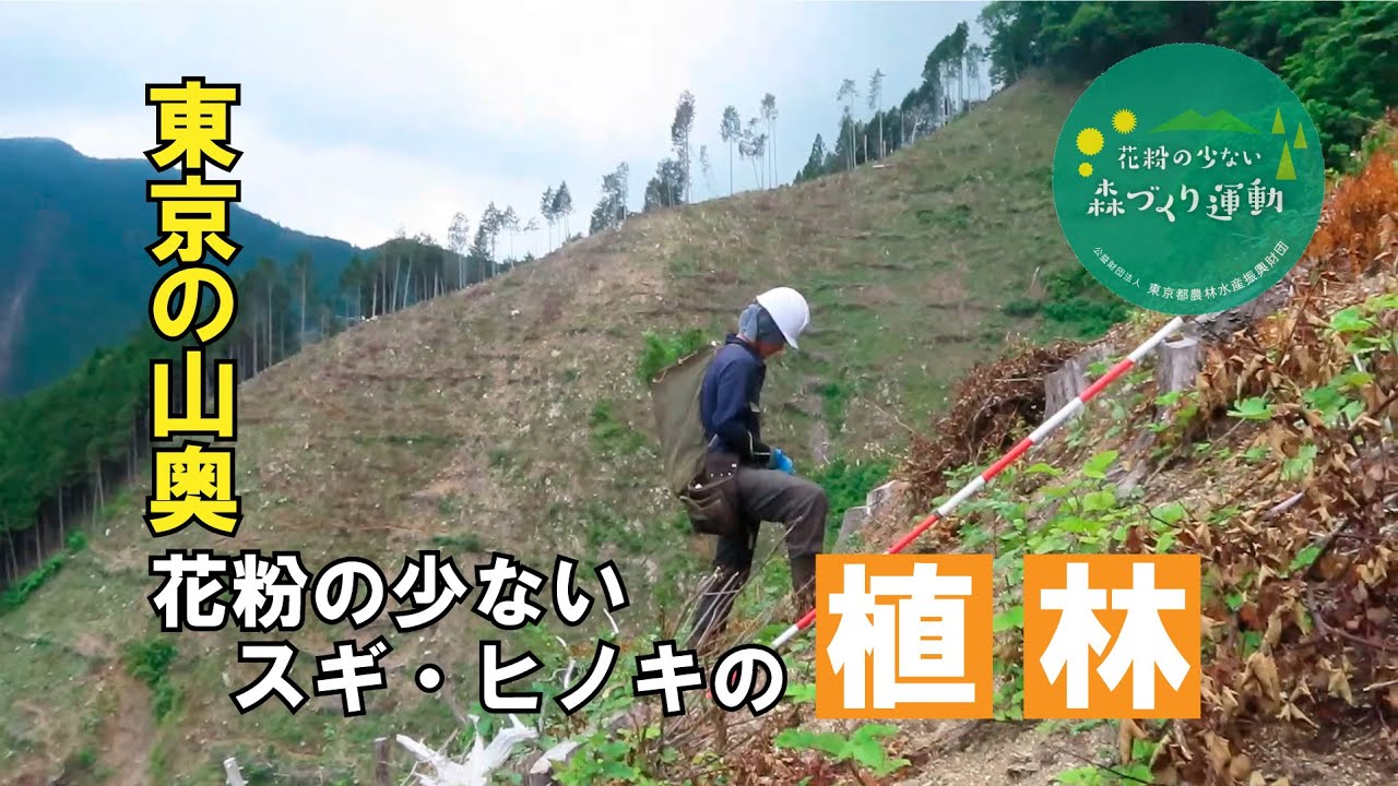【東京の山奥で実は花粉の少ないスギやヒノキの苗が植えられていた！】