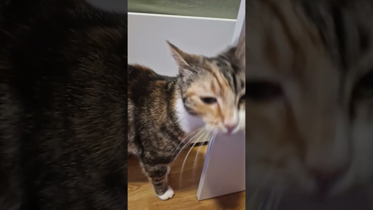 Just a normal cat video