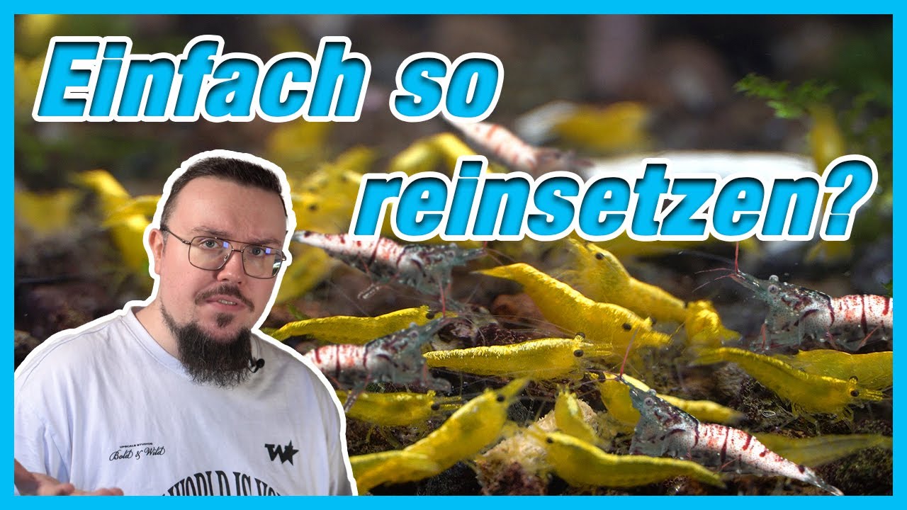 Wie geht das? Garnelen einfach zusammen setzen