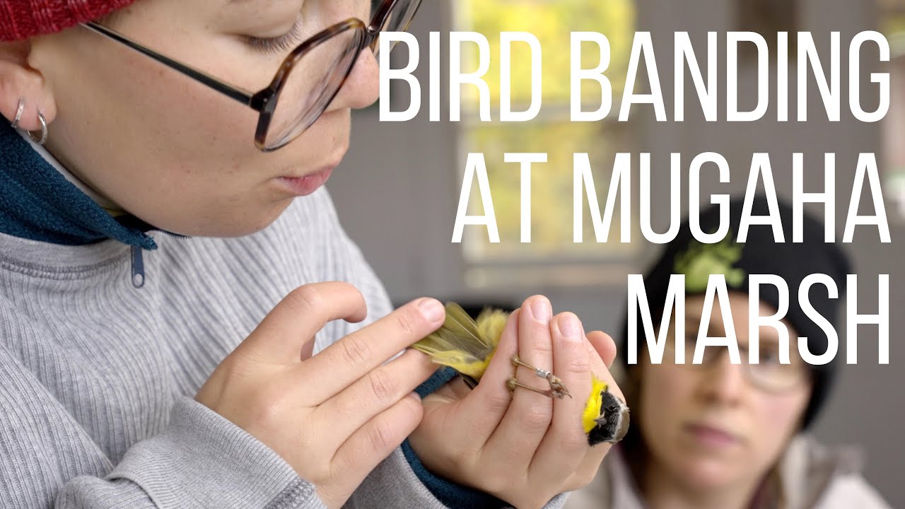 Bird Banding at Mugaha Marsh, BC | Mackenzie Nature Observatory