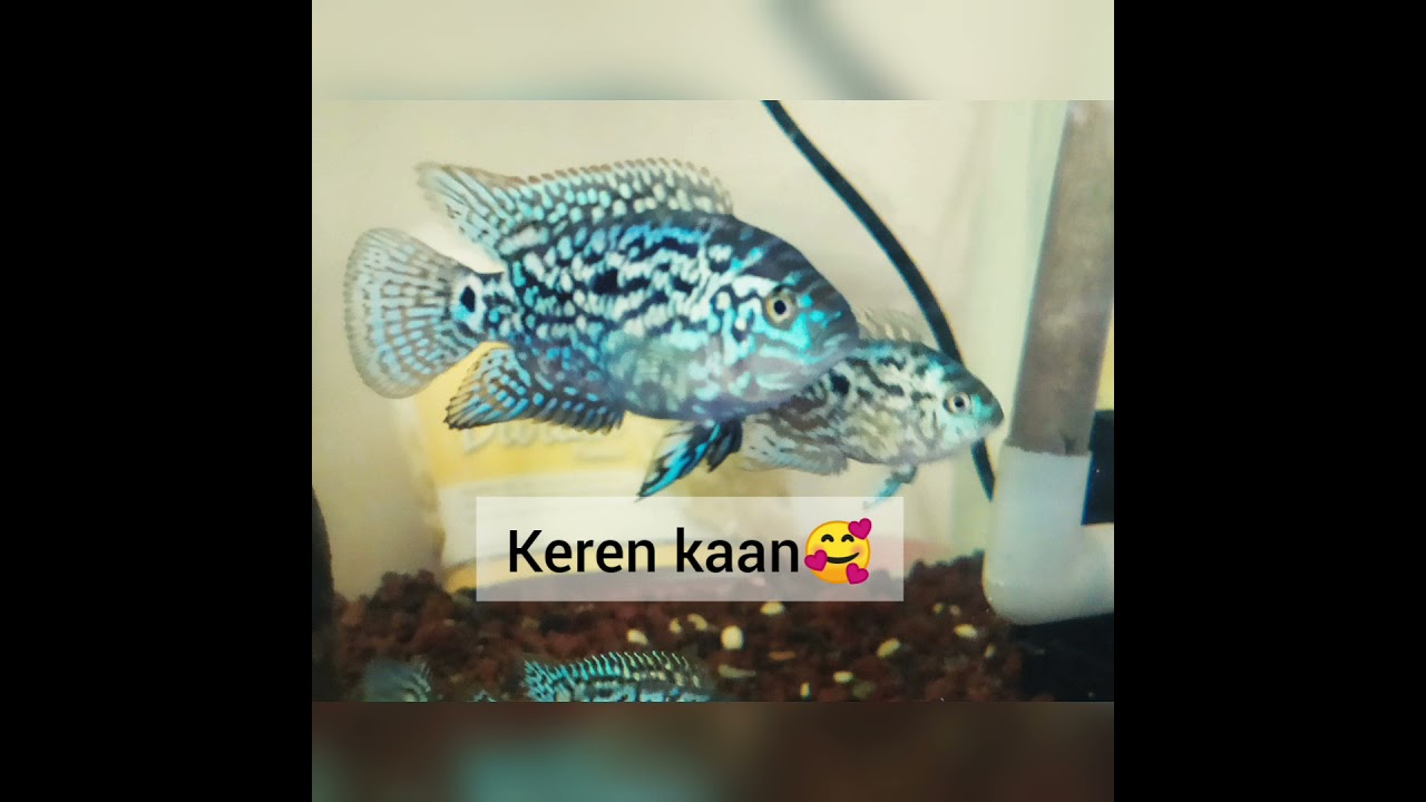 Merawat EBJD ( Elektrik Blue Jack Dempsey) American chichlid