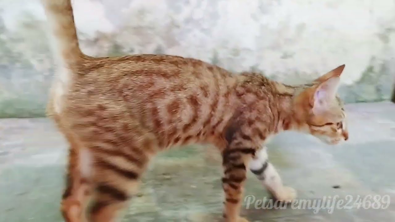 Disaster Struck: The tabby Kitten Hurt Its Leg From A Fall,  The Black Kitten Has A Fever.