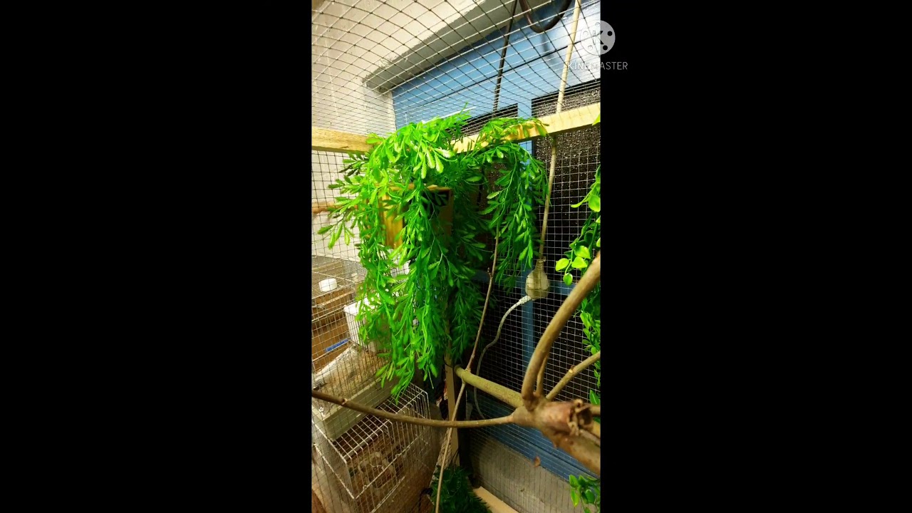 présentation de la volière et lâcher de mes exotiques a l'intérieur