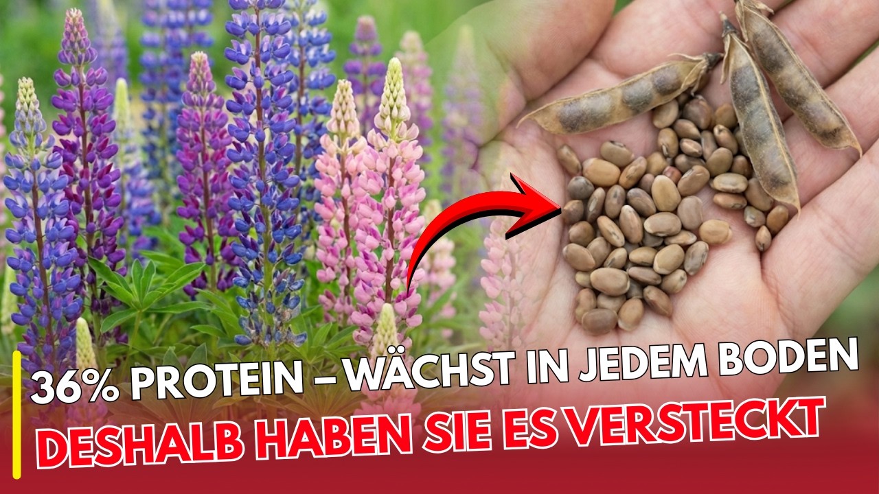36 % Protein, wächst im Sand – warum hat Soja sie verdrängt? | EHRLICH ESSEN