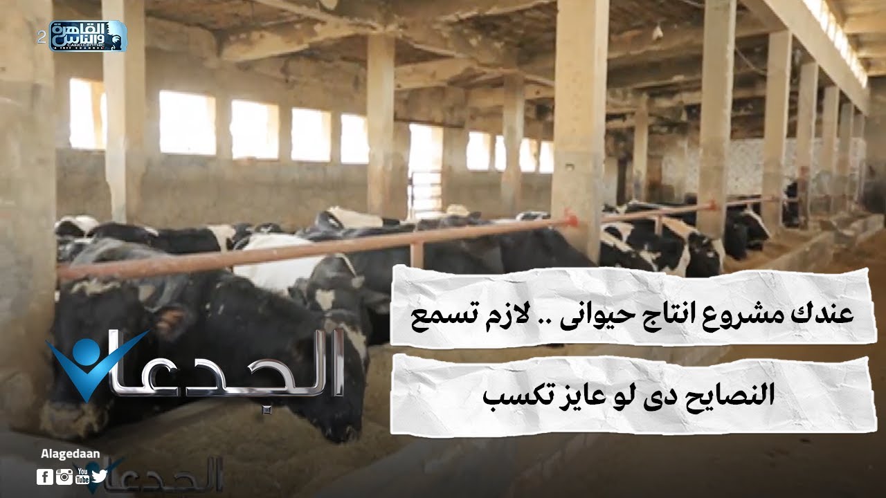 عندك مشروع انتاج حيوانى .. لازم تسمع النصايح دى لو عايز تكسب