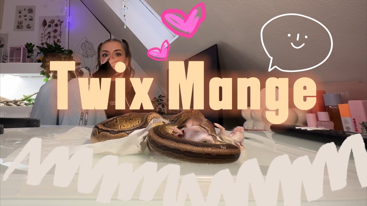 Twix Mange 🐁🐍