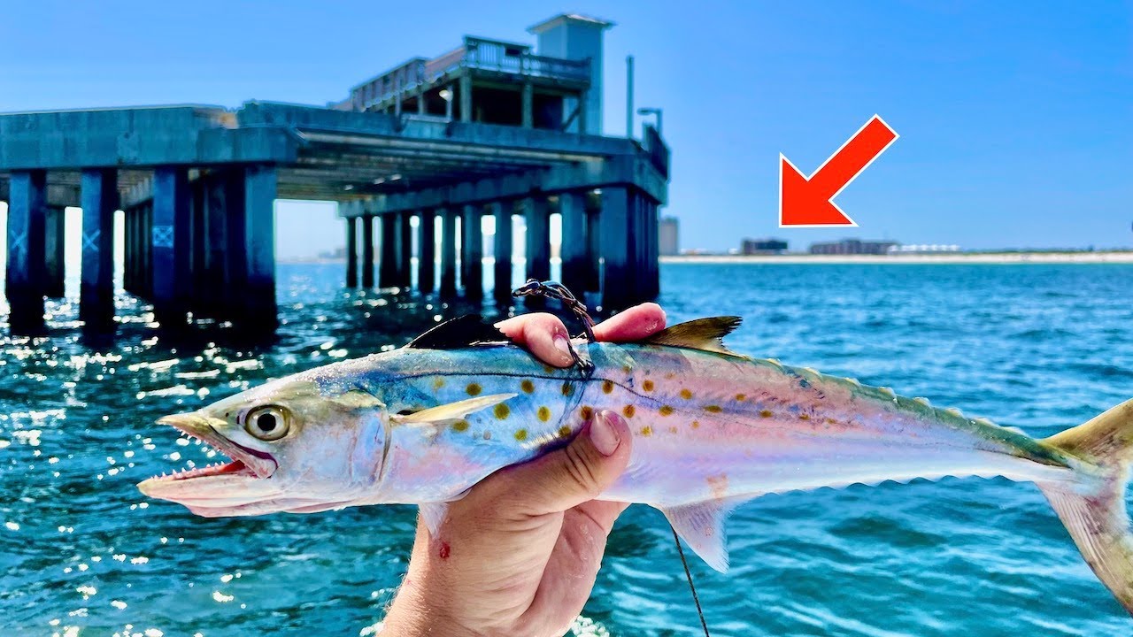 TOSSED a LIVE! MACKEREL by the Gulf PIER and Caught THIS!