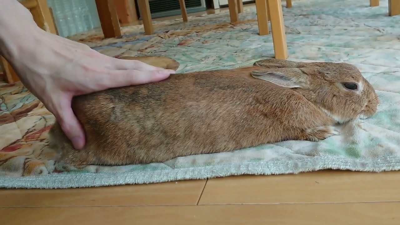 撫でられすぎて伸びきったうさぎ