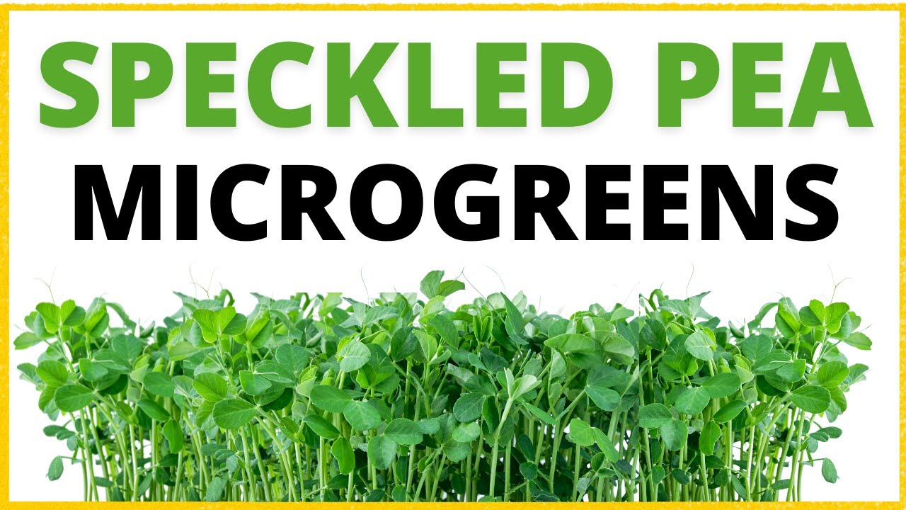 How To Grow Speckled Pea Microgreens Step By Step Tutorial