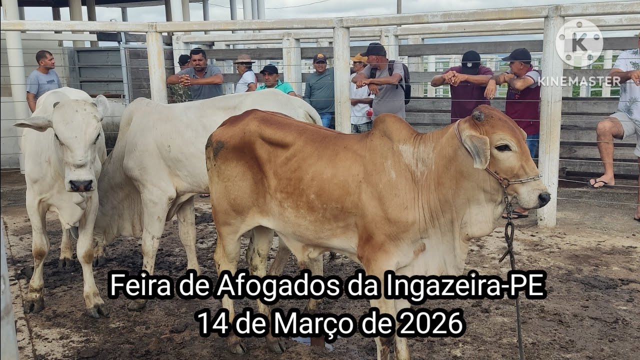 Feira dos animais de Afogados da Ingazeira-PE  dia 14/03/26