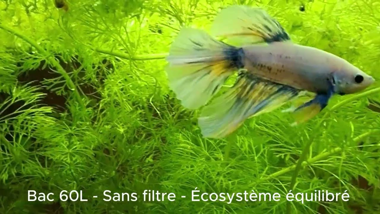 Betta Splendens  Vie sauvage et chasse dans un aquarium naturel sans filtre