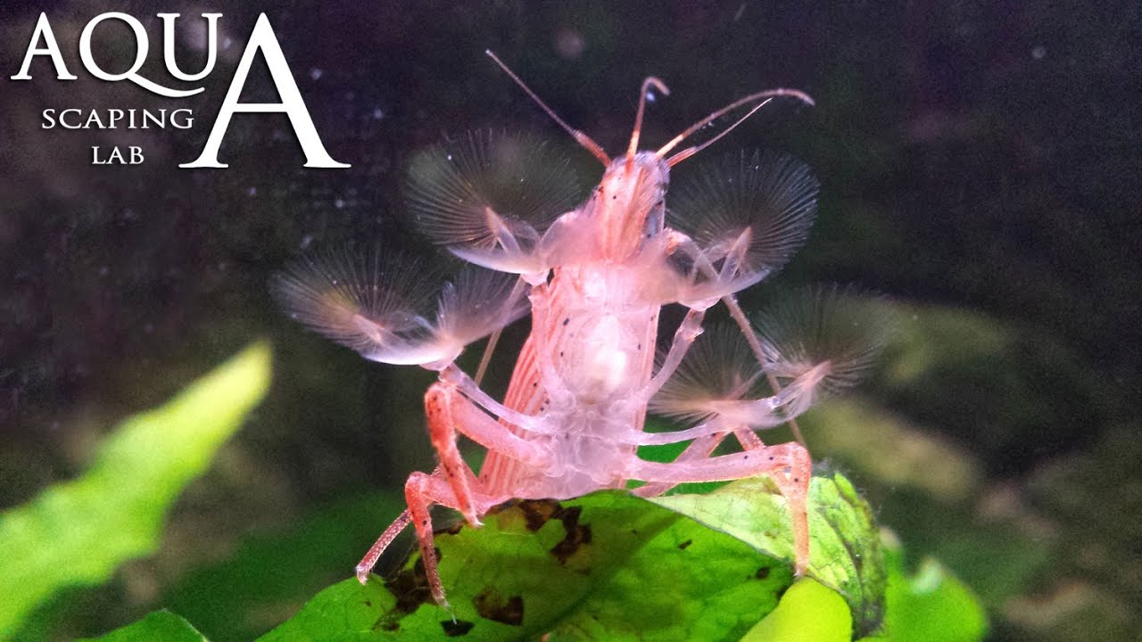 Aquascaping Lab -  Atyopsis Moluccensis Shrimp Bamboo Shrimp description / Gambero radar descrizione