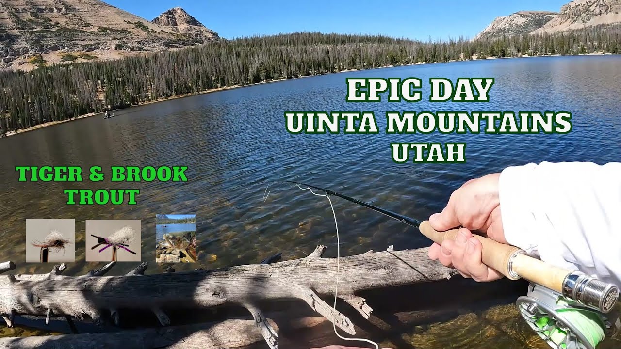 EPIC Dry Fly Fishing for Tiger & Brook Trout in Utah's Uinta Mountains