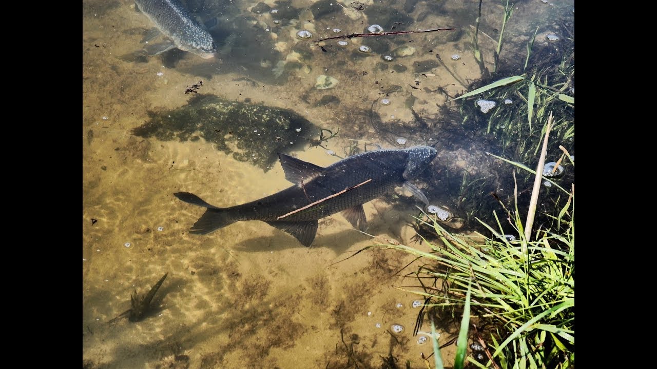 Tarło ogromnych leszczy Cz.1  -  bream spawning Part 1   #fishing