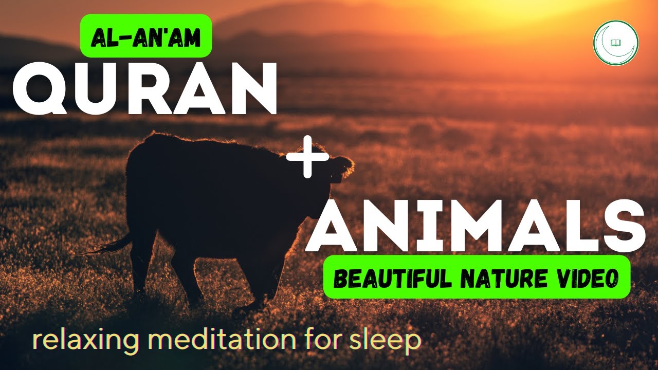 Al-An'am: relaxing Quran reading and beautiful Animal nature video