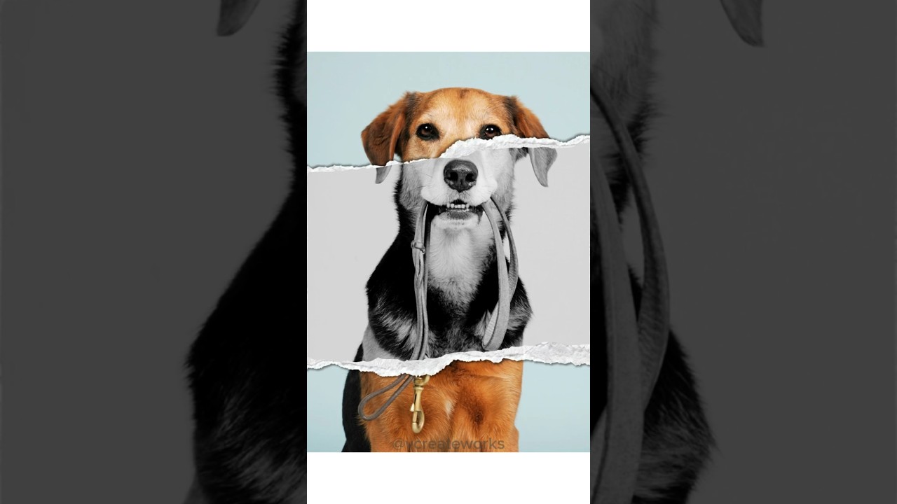 Create Ripped Paper Effect In Canva #canva #tutorial #canvatips #canvahack