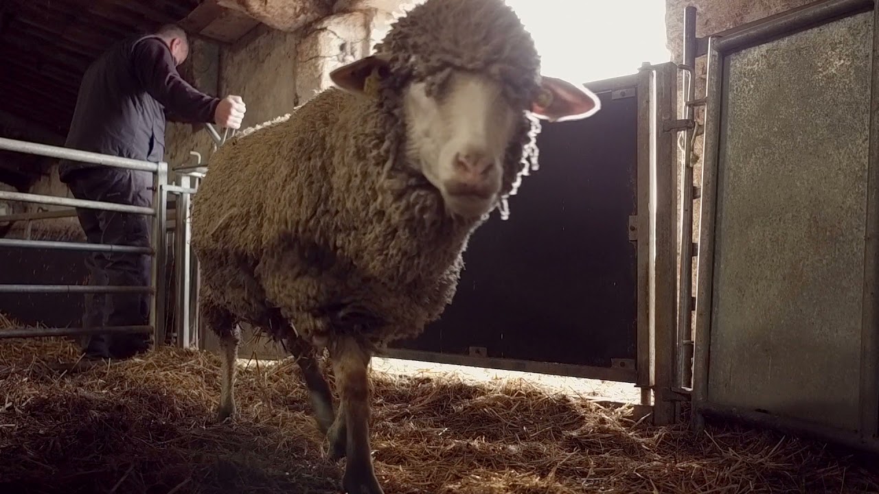Film technique ovin : La contention des ovins