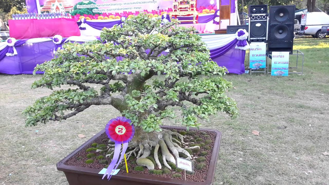 ชวนชม(Impala Lily) บอนไซ ความสููงไม่เกิน80cm