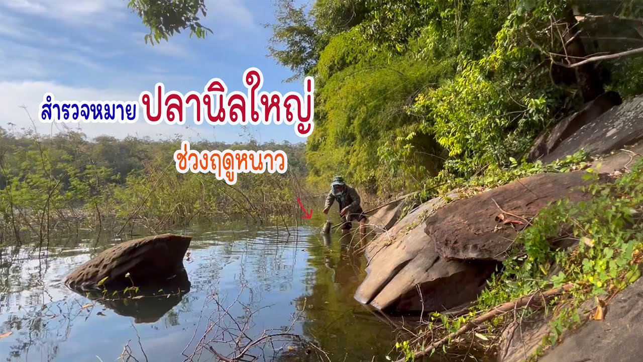 ของฝากช่างต้น กับปลานิลใหญ่ฤดูหนาว