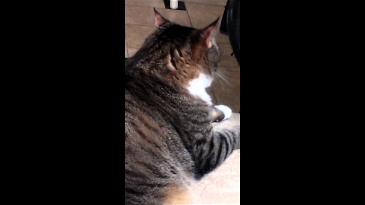 Cat biting his nails!