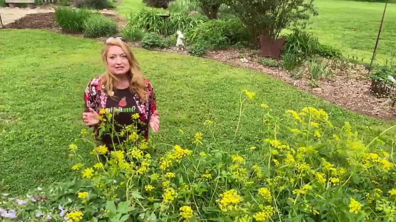 Take a Walk with Tavia #15 - Golden Alexander