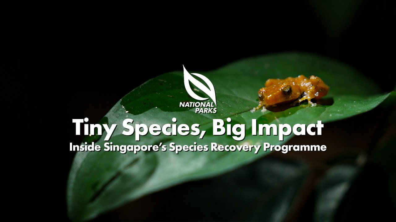 NParks Portraits | Tiny Species, Big Impact – Inside Singapore’s Species Recovery Programme