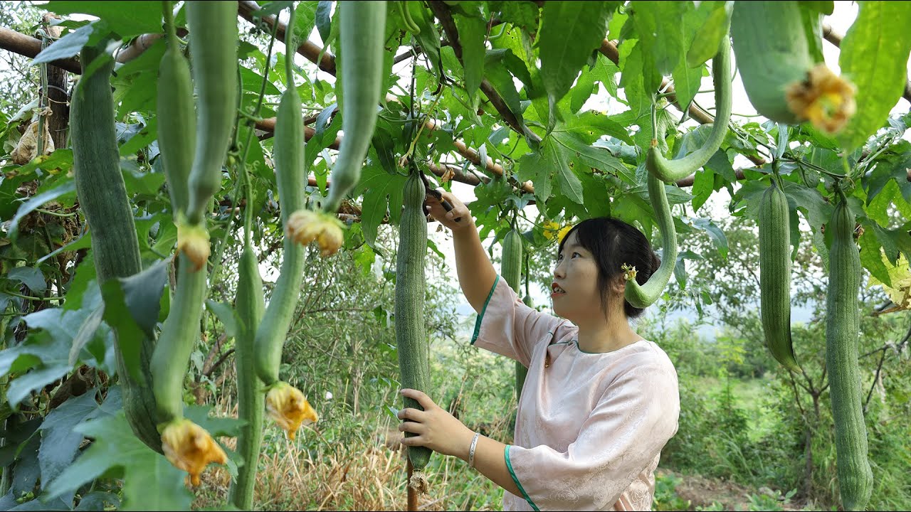 農家絲瓜家常食譜，絲瓜炒蛋、絲瓜蒸粉絲、和絲瓜蝦仁湯，清香可口，營養又美味【余小鄉】
