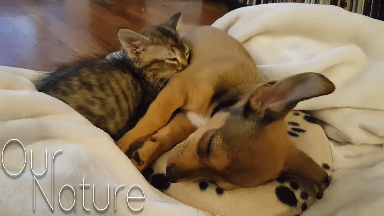 Puppies Meeting Kittens For The Very First Time Compilation 2018 (BEST FUNNY ANIMAL COMPILATION)