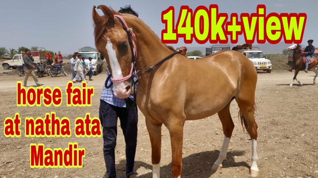 horse fair at natha ata mandir,  gujarat India..
kathiyawari & marvari horses