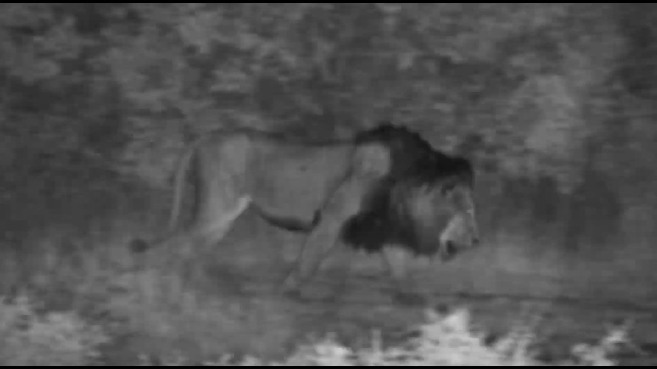 Ndzhenga Male Lion walked across the dam wall 2/18/26