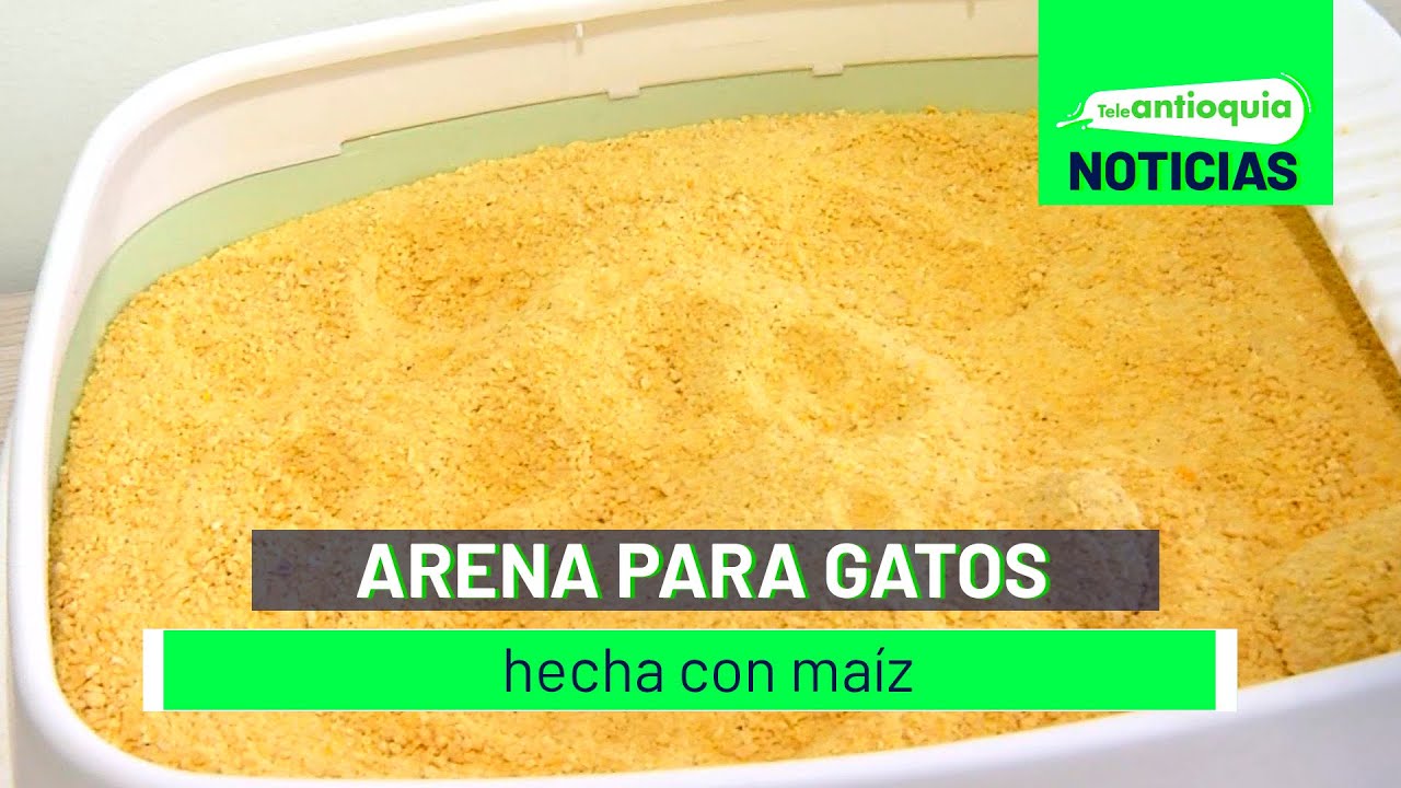 Arena para gatos hecha con maíz - Teleantioquia Noticias