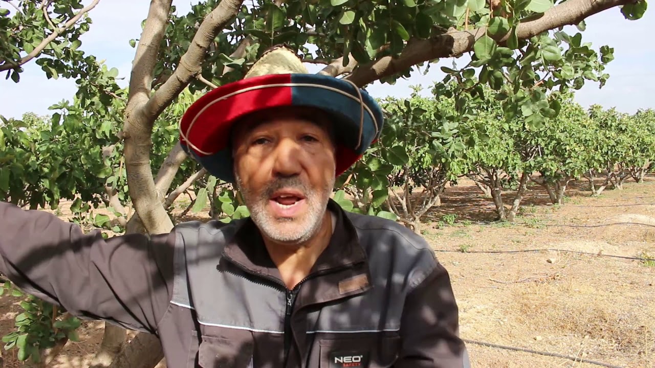 زراعة الفستق الحلبي بولاية تيارت