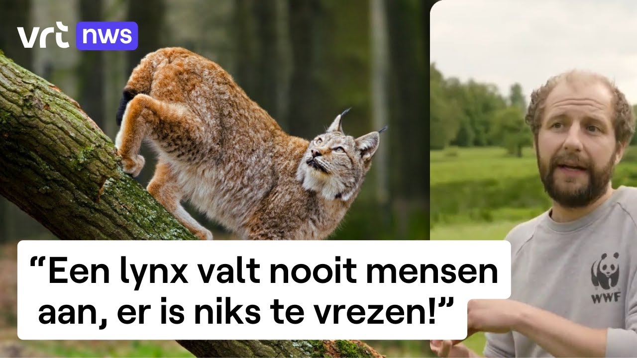 Terugkeer van de wilde lynx in ons land