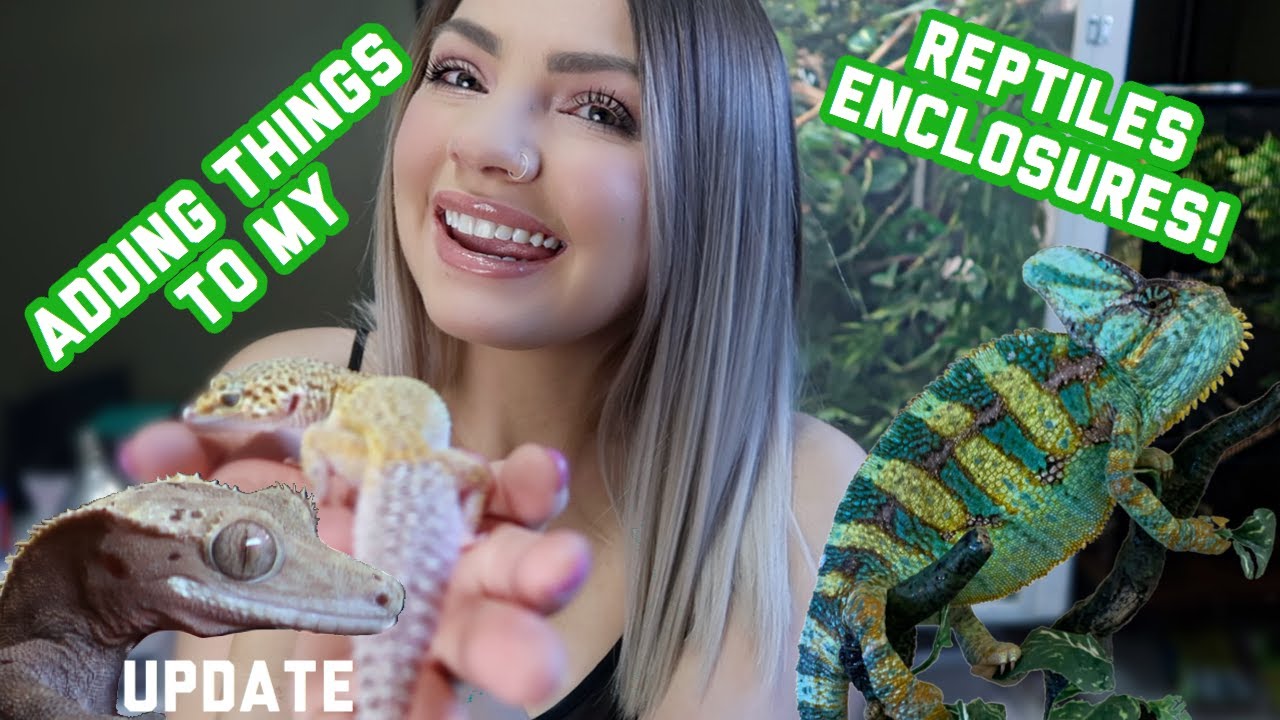 Reptile Room Update: My Chameleon & Crested Gecko Get Additions!