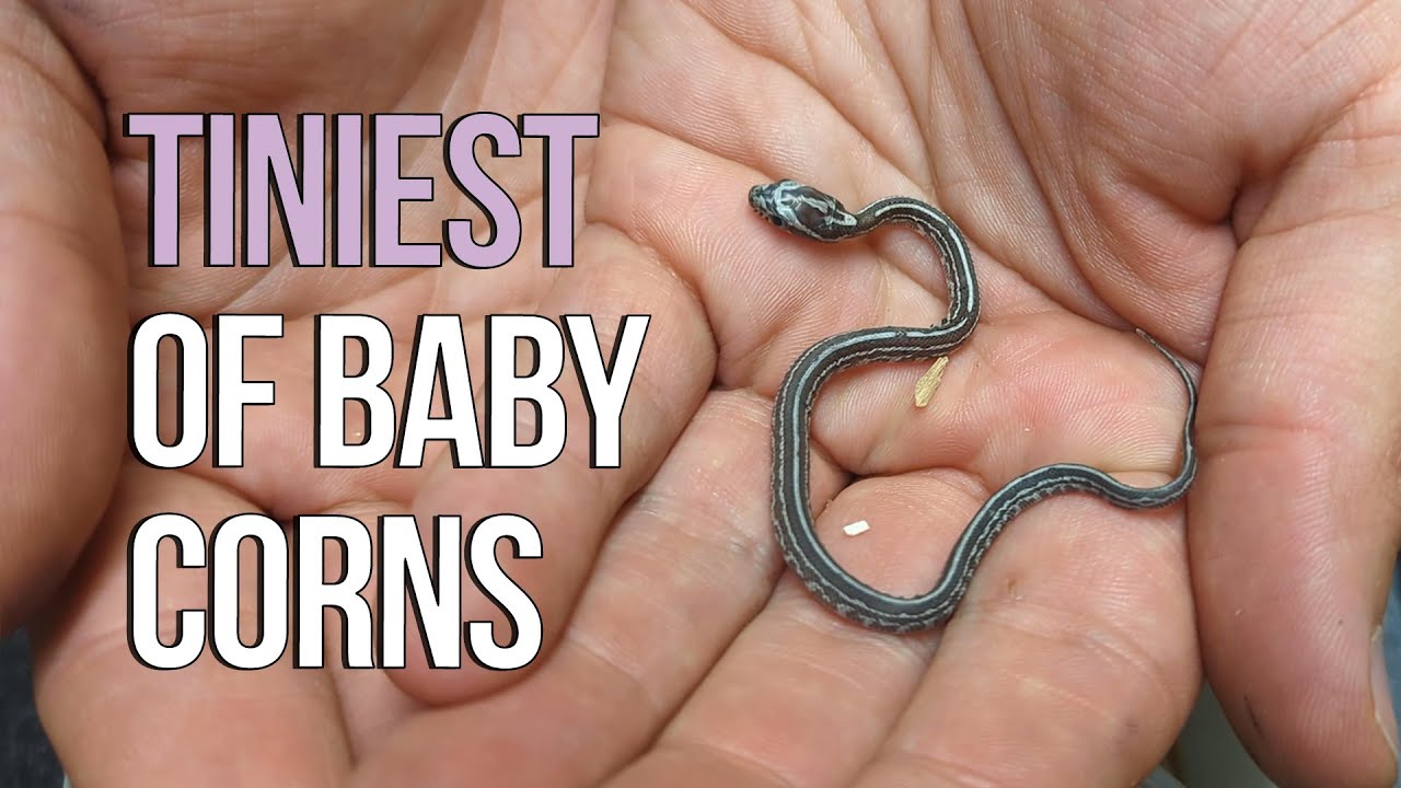 Is this the SMALLEST CORN SNAKE EVER?