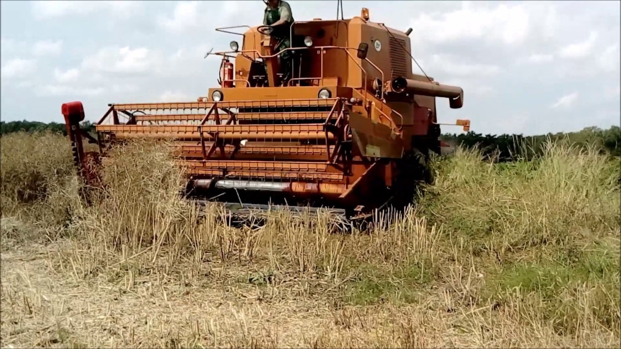 Koszenie rzepaku 2017 BIZON w roli głównej