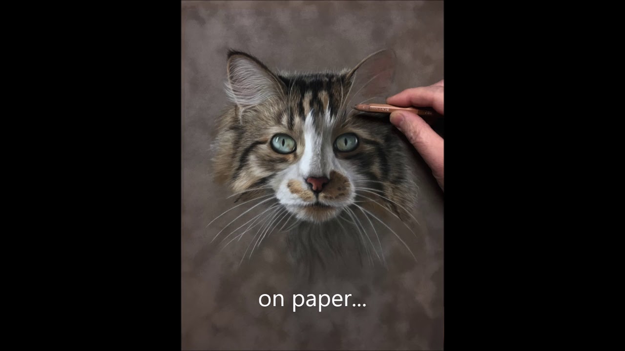 Maine Coon Cat Portrait Drawing video pastels