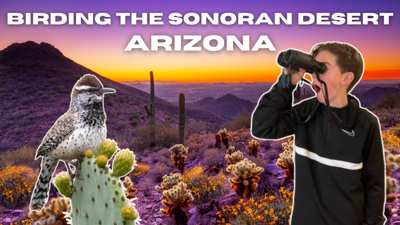 Birding the Sonoran Desert in Arizona
