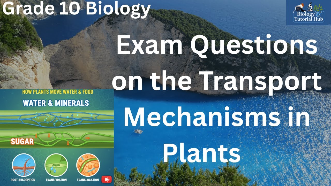 Most Expected Exam Questions on the Transport Mechanisms in Plants (Grade 10 Biology)