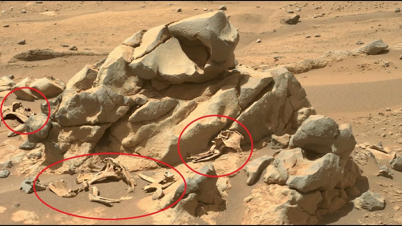 Mars Perseverance Rover - How can you find the remains of a carcass and not recognize them?