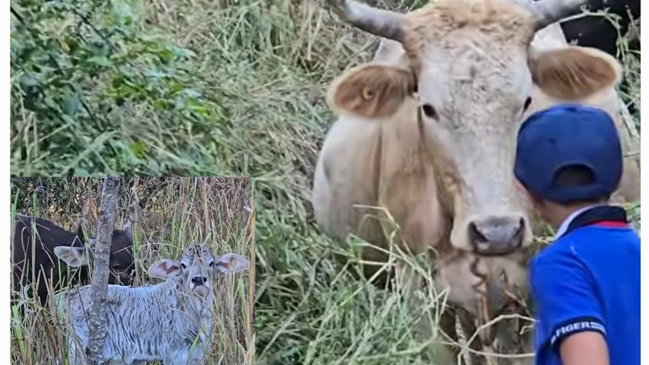 DEFINITIVAMENTE  LA  LA VAQUILLA  PERDIÓ  SU CRIA.
