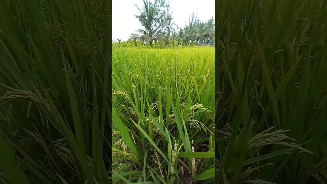 Organic Rajamudi rice