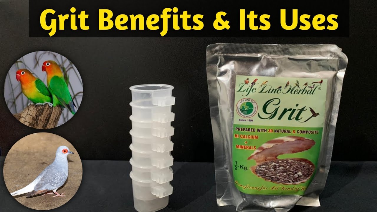 Grit Benefits For All Birds | Grit Bird Ko Kese De | Feather Plucking Solution