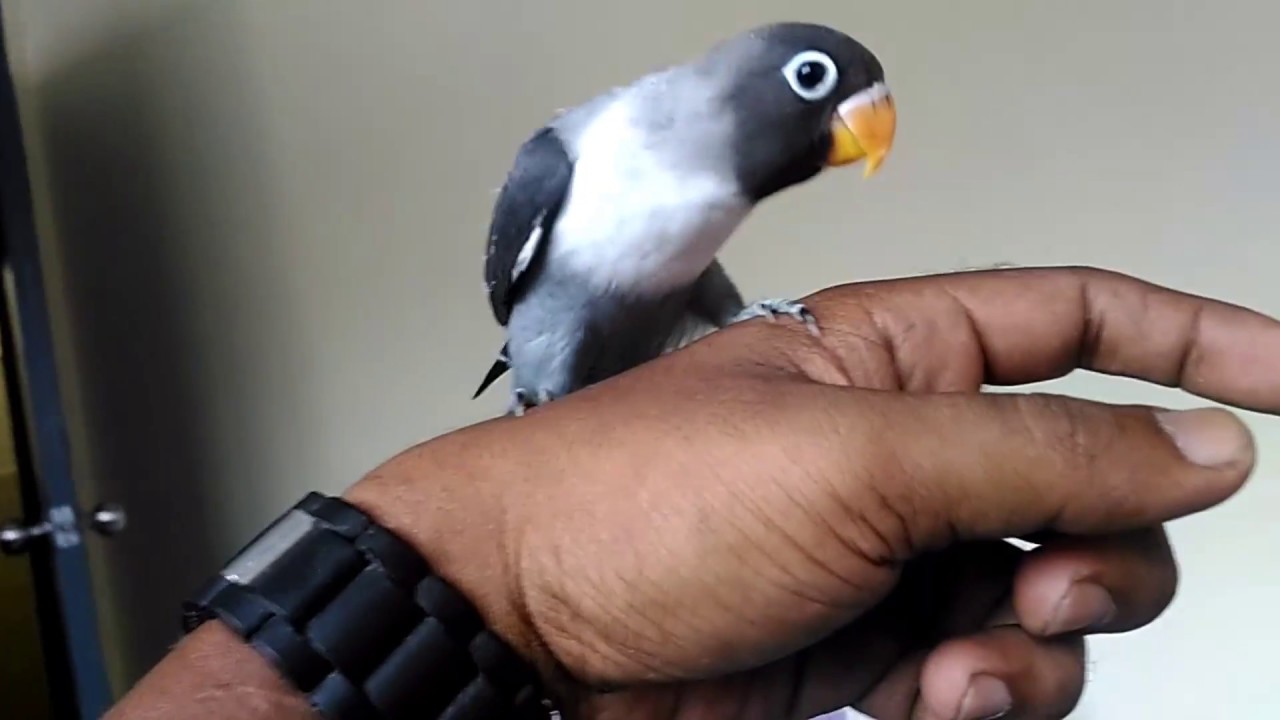 Grow up-handfeeding-free fly-lovebird