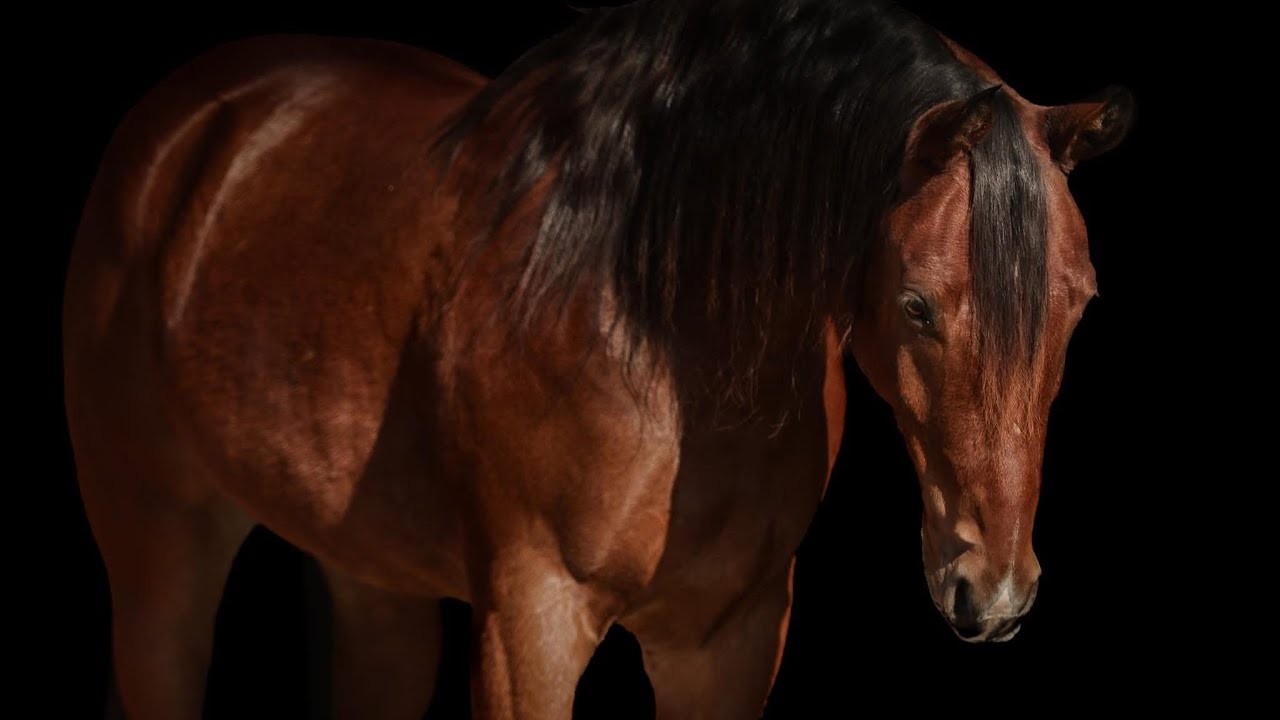 No Regretts 2019 Bay AQHA Gelding