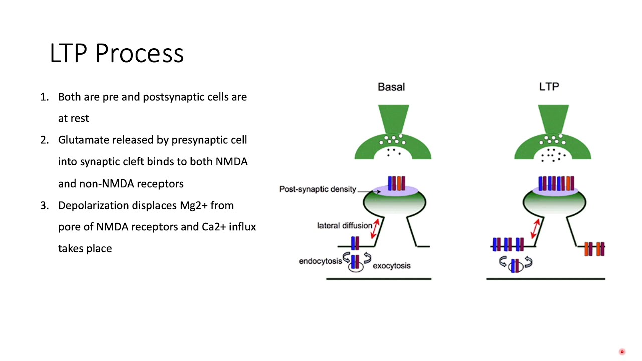 Long Term Potentiation (LTP)- Memory, How we Learn.... Explained! NMDA/AMPA Mechanism