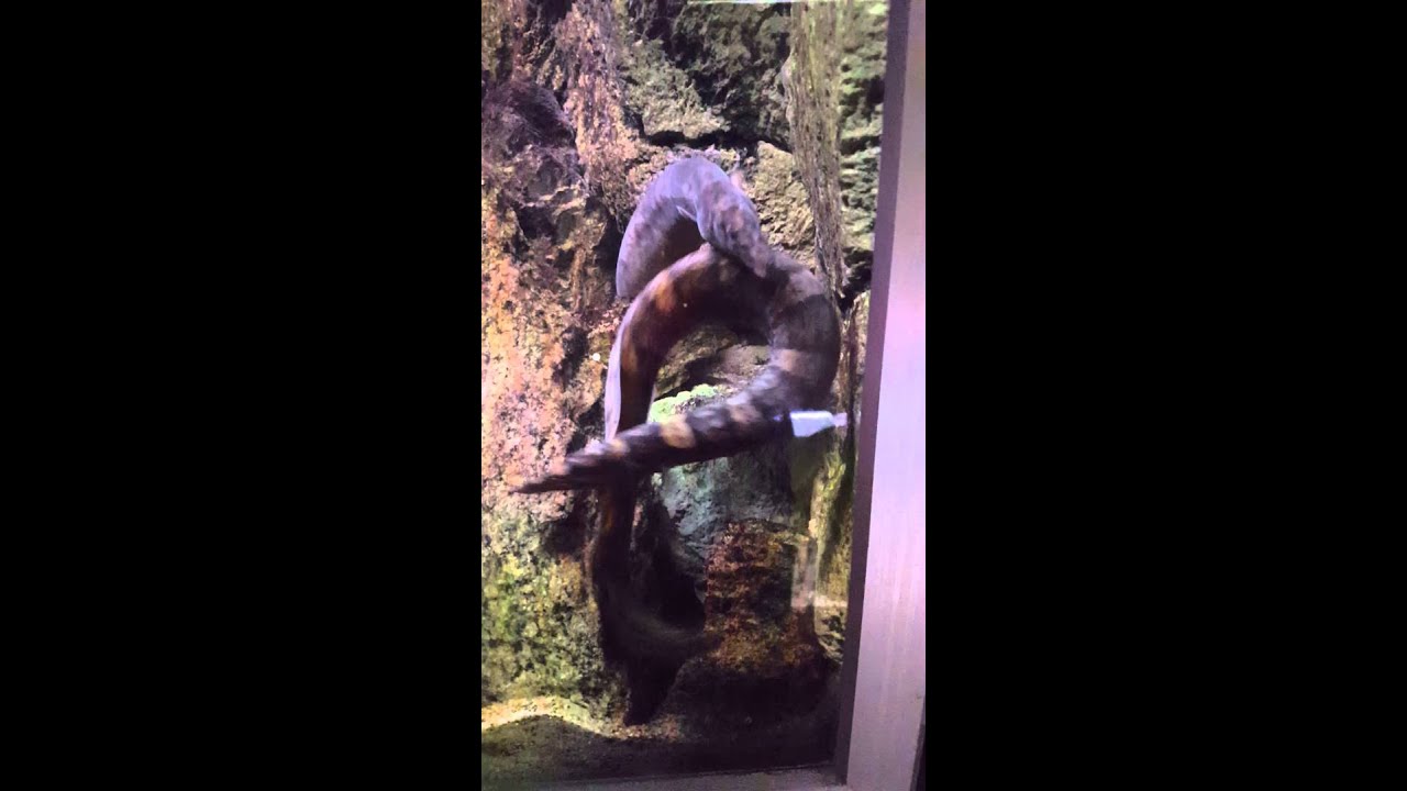 Mastacembelus ellipsifer breeding!